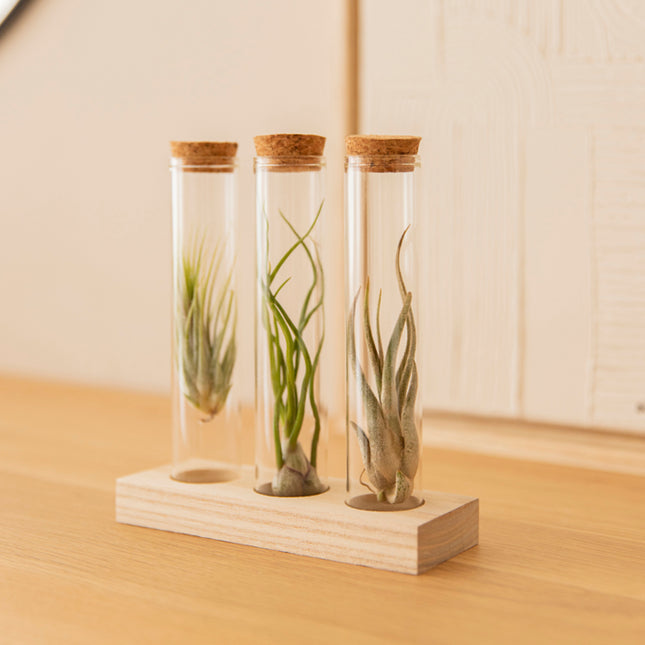 Support pour plantes aériennes scandinaves avec 3 plantes aériennes Tillandsia